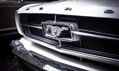 File:2020 Ford Mustang Shelby GT500 Coupe, Cleveland Auto Show.jpg -  Wikimedia Commons