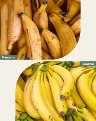 Banana Facts and Information