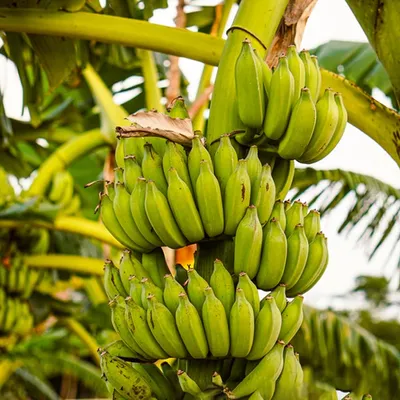 Plantain vs. Banana: What's the Difference? | The Kitchn