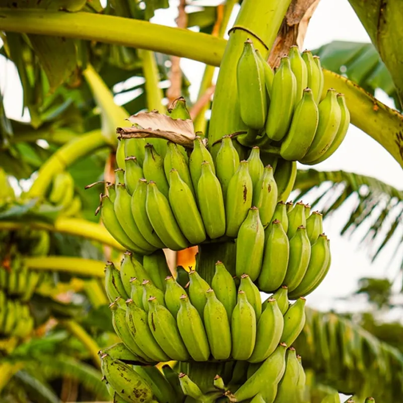 Plantain vs. Banana: What's the Difference? | The Kitchn Plantain vs. Banana: What's the Difference? | The Kitchn
