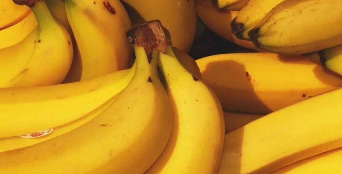 Carolina King Banana Trees For Sale at Ty Ty Nursery Carolina King Banana Trees For Sale at Ty Ty Nursery
