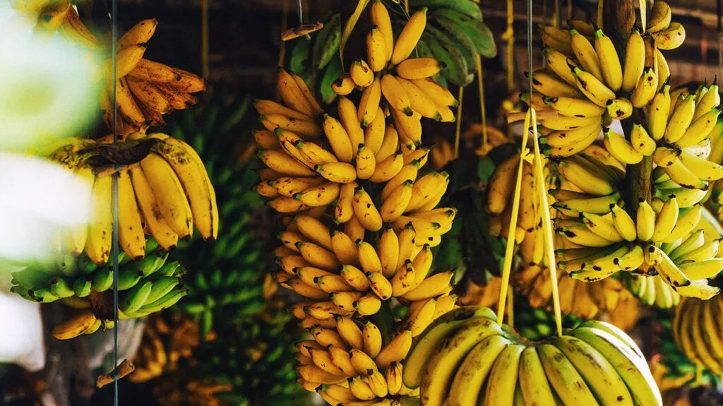 Banana - Have A Plant Banana - Have A Plant