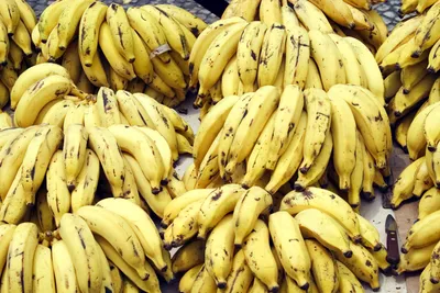 How the Banana Came To Be—And How It Could Disappear ‹ Literary Hub
