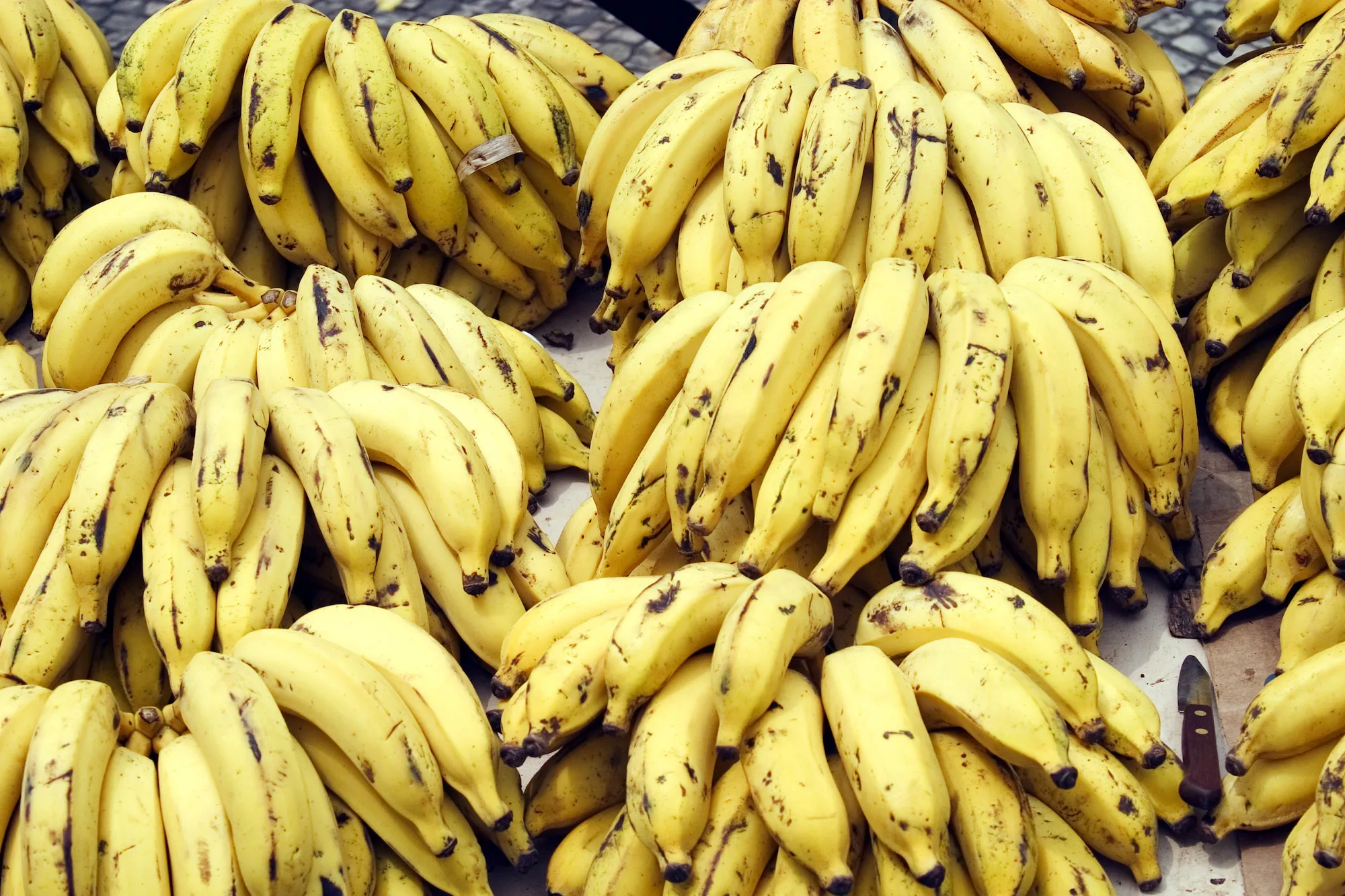 How the Banana Came To Be—And How It Could Disappear ‹ Literary Hub How the Banana Came To Be—And How It Could Disappear ‹ Literary Hub