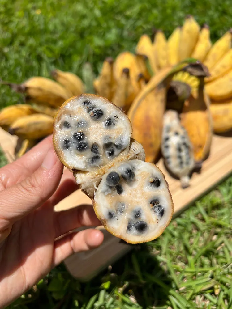 Why are bananas so cheap? - Marketplace Why are bananas so cheap? - Marketplace