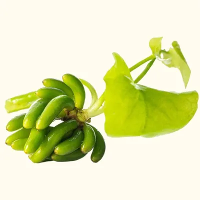 Bananas | The Nutrition Source | Harvard T.H. Chan School of Public Health