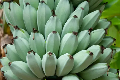Banana Nutrition, Benefits, Recipes, Side Effects and More - Dr. Axe