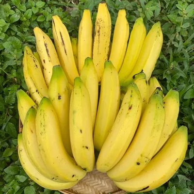 The Surprising Science Behind Bananas, the World's Most Popular Fruit