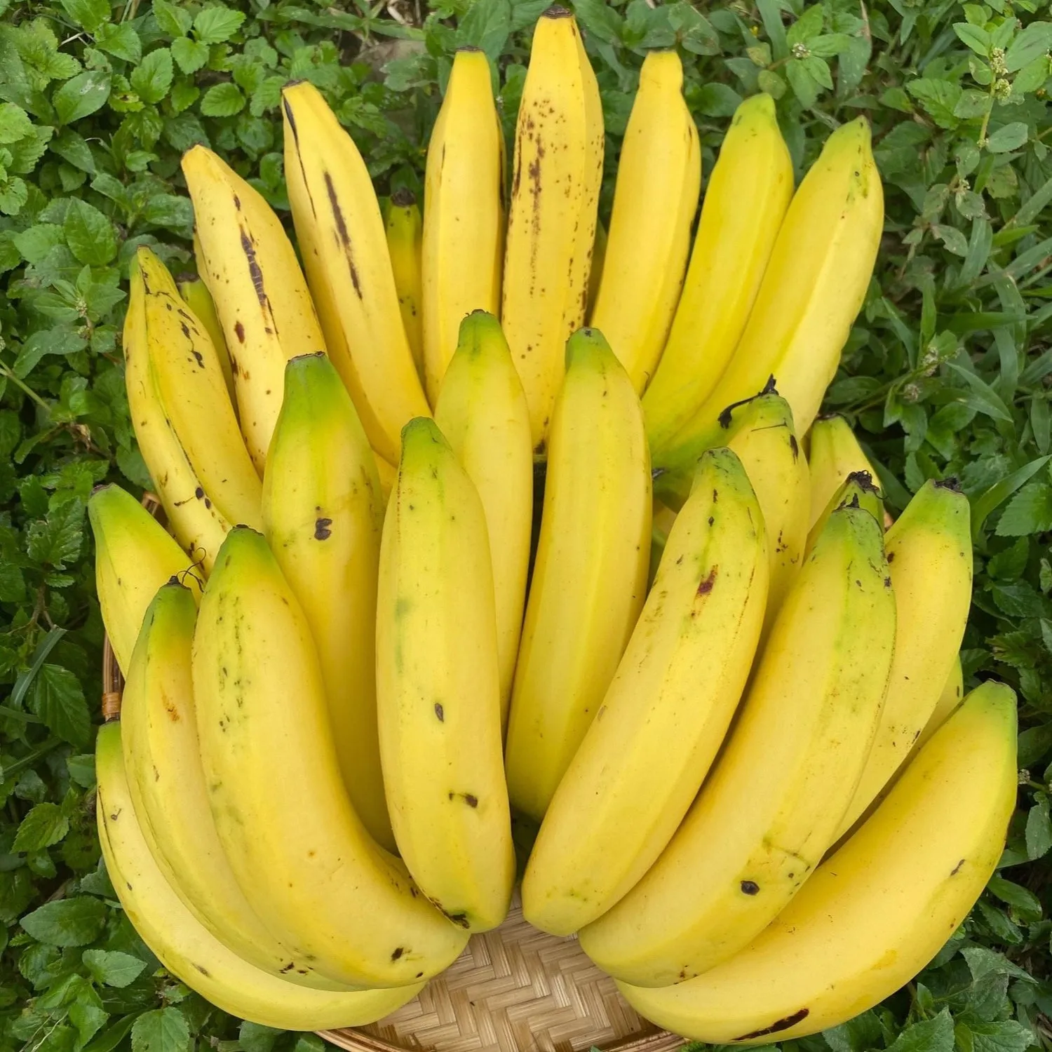 The Surprising Science Behind Bananas, the World's Most Popular Fruit The Surprising Science Behind Bananas, the World's Most Popular Fruit