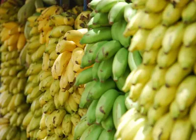 Banana growers fight renewed extinction risk as lethal fungus spreads -  Nikkei Asia