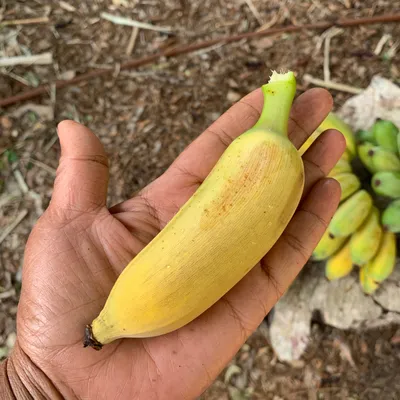 How To Introduce Banana | Starting Solids Australia