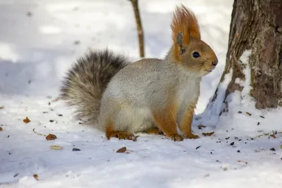 Белка обыкновенная (Sciurus vulgaris) — Зоопарк «Лимпопо» г. Нижний  Новгород – Нижегородский зоопарк