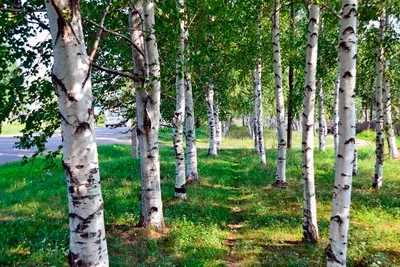 🌳 Искусственное дерево: Берёза, 150-550см купить » Искусственные растения  с доставкой по всей России