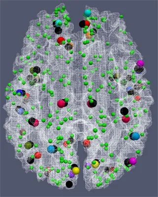 351360 Brain Map Drawing by Universal History Archive - Fine Art America