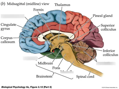 Brain Maps