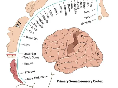 Google and Harvard Unveil the Largest High-Resolution Map of the Brain Yet