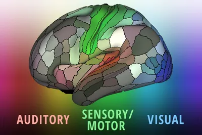 Brain Maps