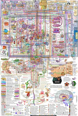 Брайн Мапс (Brain Maps) — биография, личная жизнь, фото, новости, MC  Кисуля, ютьюб-канал 2024 - 24СМИ