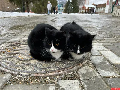 Женщины Черные Могут Повторно Заново Бродяжные Сумки Для Плеча Среднего  Размера С Серебряной Цепью Металл Роскошные Дизайнерски От 5 451 руб. |  DHgate