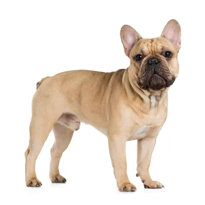 French bulldog | Щенки французского бульдога, Французский бульдог, Бульдог