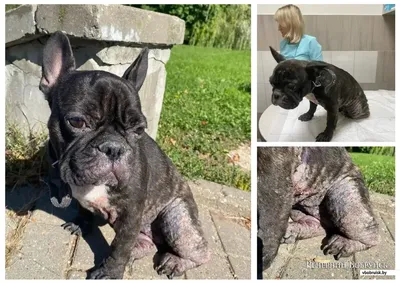 Щенки французского бульдога/French Bulldog !