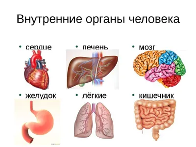 Галерея внутренних органов человека: Разные размеры и форматы | Внутренние  органы человека с названиями Фото №774445 скачать