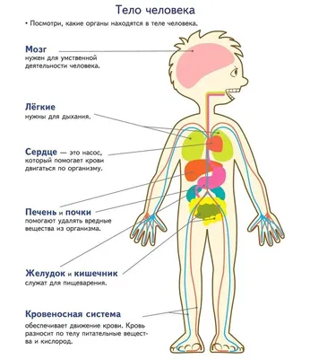 Топ-10 самых дорогих человеческих органов | Коля Толстых | Дзен