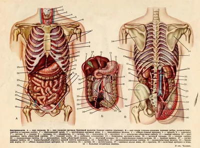 Внутренние Органы Вид Сзади — стоковые фотографии и другие картинки  Анатомия - Анатомия, Сзади, Биология - iStock