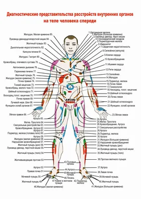 Внутренние органы человека Модель человеческого тела Стоковое Фото -  изображение насчитывающей кишечники, думмично: 88496576