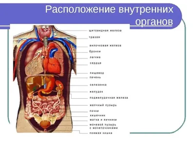 Изображение внутренних органов человека…» — создано в Шедевруме