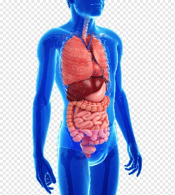 Желудок человеческих органов PNG , человеческий организм, орган, желудок  PNG картинки и пнг PSD рисунок для бесплатной загрузки