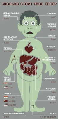 Устройство внутренних органов человека…» — создано в Шедевруме