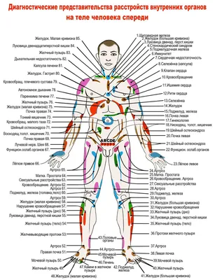 схема внутренних органов человеческого тела плоский инфографический плакат  с иконками изображения имена расположение и определения векторные  иллюстрации рисунок Шаблон для скачивания на Pngtree