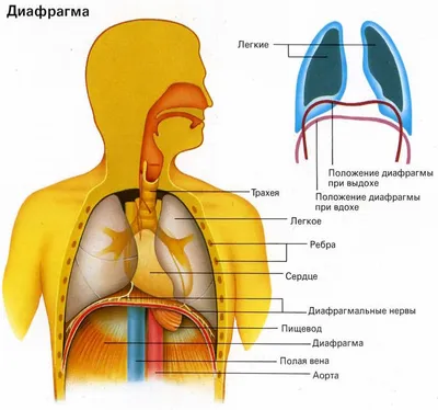 Модели человеческих органов торса с желудком, печени, мозга, сердца,  Обучающие учебные пособия для детей, 3D анатомический орган, класс Su |  AliExpress