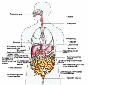 схема человека и легких, изображения внутренних органов человеческого тела,  человеческое тело, органы тела фон картинки и Фото для бесплатной загрузки