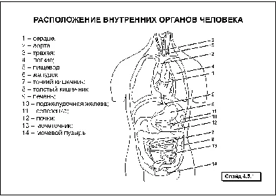 СКОЛЬКО СТОИТ ЦЕЛЫЙ ЧЕЛОВЕК | Xavinnson | Дзен