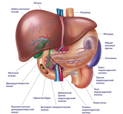 Ннутренние органы человека: картинки брюшной полости | Заболевания, Диета  при язве, Человек