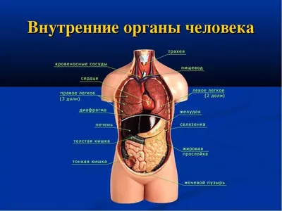 Детализированные модели человеческих органов помогут машинной диагностике с  использованием искусственного интеллекта