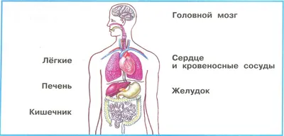 Источники микровибрации для внутренних органов