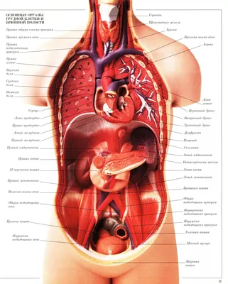 Органы человека: расположение в картинках. Анатомия частей тела | для  здоровья | Постила