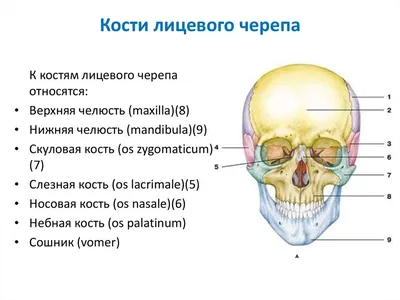 Купить анатомический череп из гипса в Минске интернет-магазин