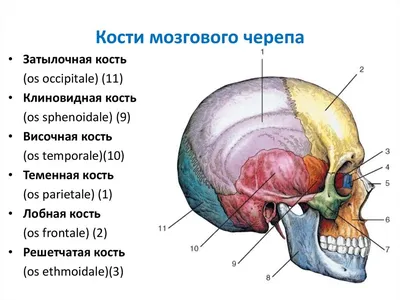 Модель человеческого черепа, 2 части, со съемным сводом черепа,  анатомический череп, череп в натуральную величину H7EC | AliExpress