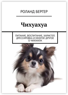 🐶Чихуахуа: маленький размер – большой интеллект | Собачье дело | Дзен