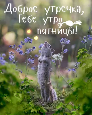 доброеутречко #пятница | TikTok