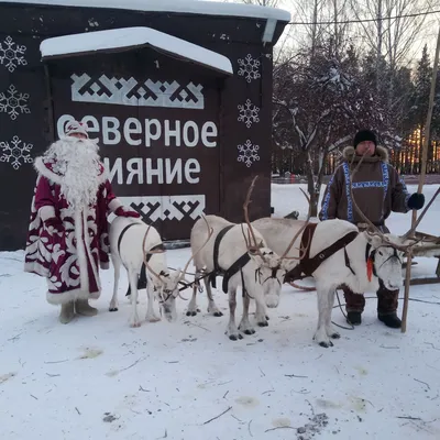 Рудольф Дед Мороз Олень, Рудольф Красный Нос Олень, еда, праздники,  позвоночный png | PNGWing