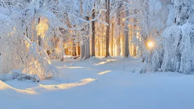 Зимний пейзаж с деревьями маслом