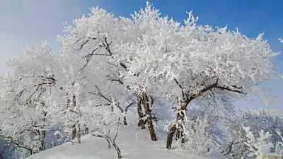 Смешанные леса зимой - 66 фото