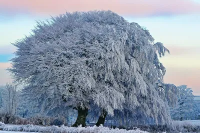 Зима, деревья, снег. | Winter scenery, Winter wallpaper, Winter magic