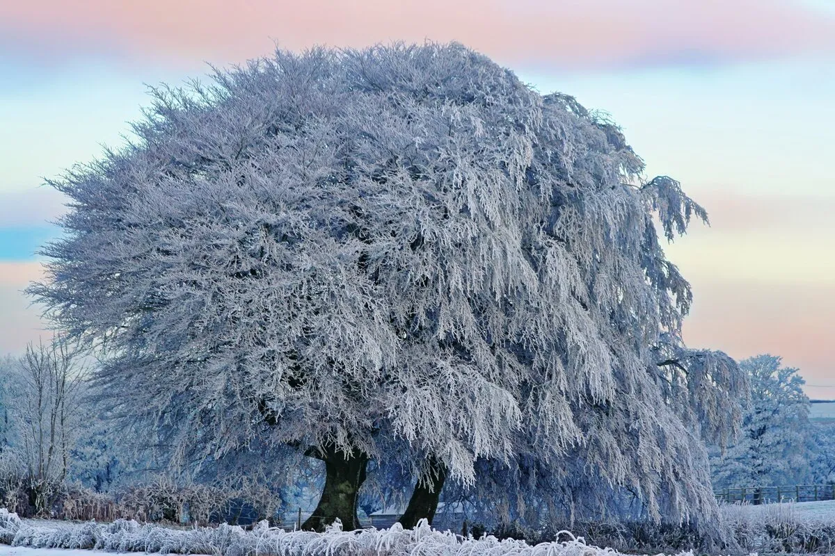 Зима, деревья, снег. | Winter scenery, Winter wallpaper, Winter magic Зима, деревья, снег. | Winter scenery, Winter wallpaper, Winter magic