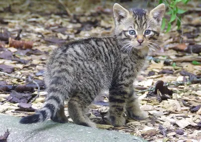 Дикие кошки: Европейская дикая лесная кошка (Felis silvestris)